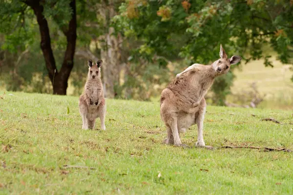 Mother and joey